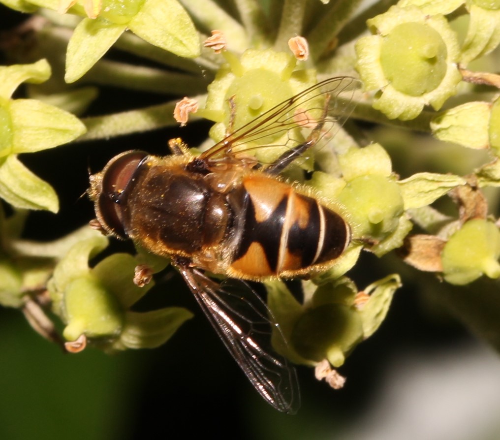 Eristalis nemorum, Mittlere Keilfleckschwebfliege